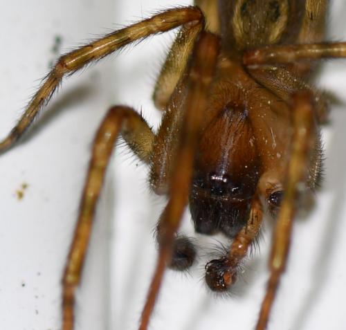 Réf. 274 972 : Amaurobius similis